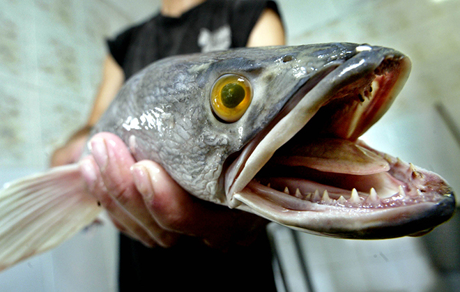 A worker at the Khaiseng Fish Farm displays a snakehead fish which has been harvested and put on its way to a Singaporean dinner table, Saturday, July 27, 2002 in Singapore. The fish which has been causing great concern as a voracious predator and a potential danger to the environment in the U.S. is seen by amused Singaporeans as nothing more than a tasty meal. (AP Photo/Ed Wray) ORG XMIT: SIN101