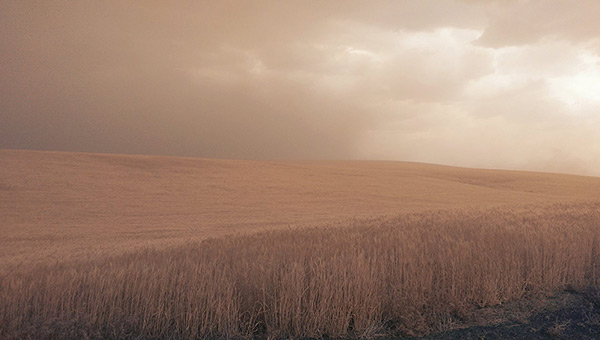 Hazy-Wheat-Field