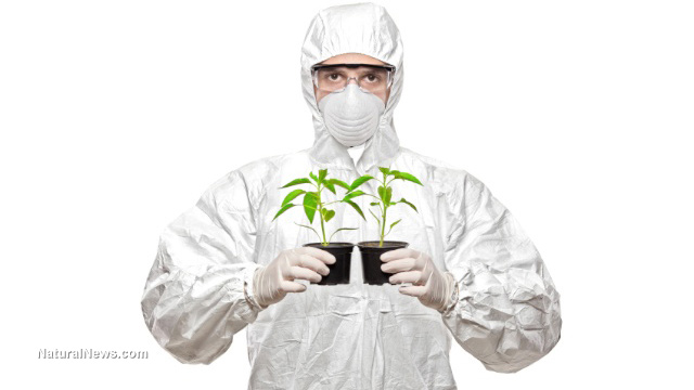 GMO-Plants-Herbs-Crop-Science