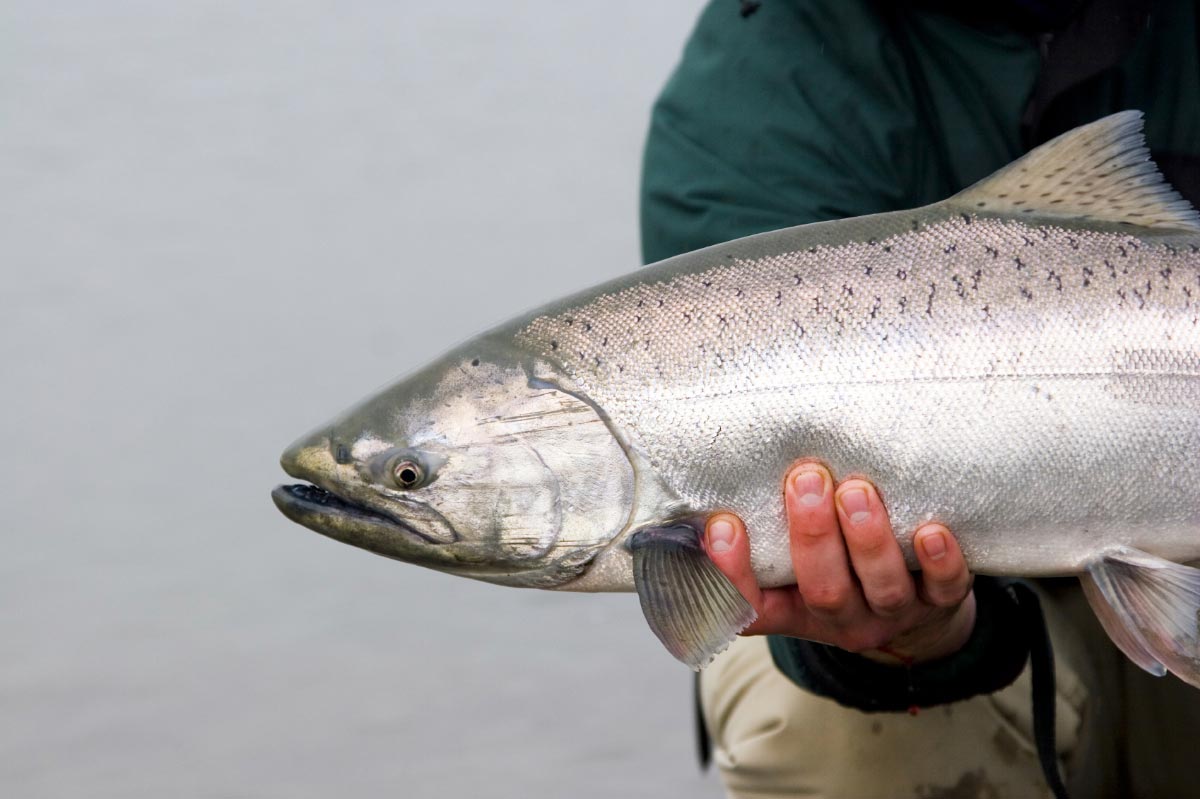 U.S. Senate to vote on bill to label GMO salmon