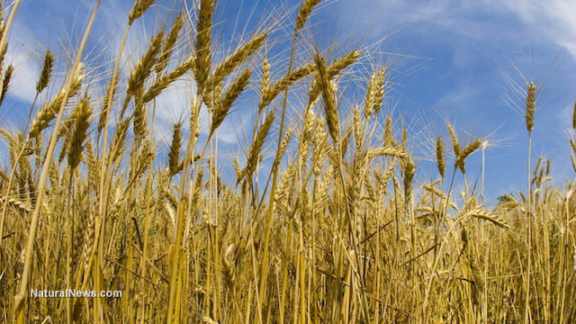 Wheat-Field