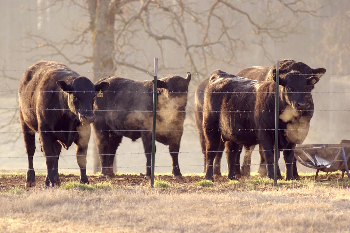 Barbed-Wire-Cows