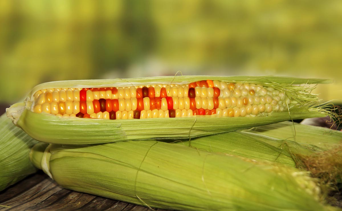 Gmo-Corn-Crop-Stalk