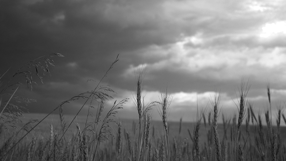 Wheat-Fields-Black-and-White