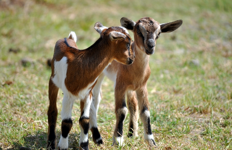 Baby goats born to mothers fed GMO soy suffer stunted growth and nutrition deficiencies, study finds