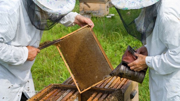 Beekeeper-Bees-Honey-Beehive