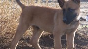 Belgian_Malinois_Puppy