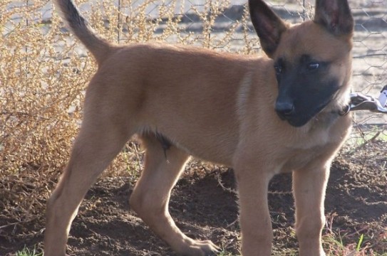 Belgian_Malinois_Puppy