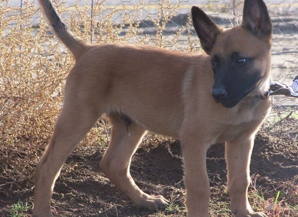 Clone Wars: Is Russia building an army of genetically-enhanced war dogs?