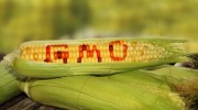 Gmo-Corn-Crop-Stalk