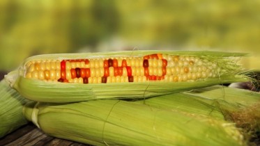 Gmo-Corn-Crop-Stalk