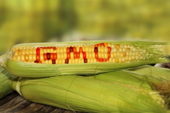 Gmo-Corn-Crop-Stalk