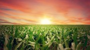 Sunset-Farm-Crops-Field