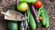 Crops-Vegetables-Farm-Garden