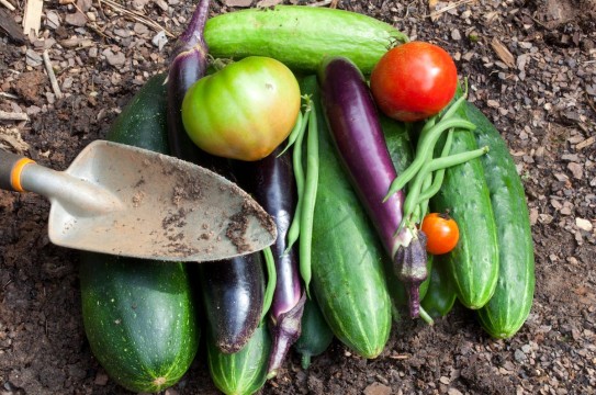 Crops-Vegetables-Farm-Garden