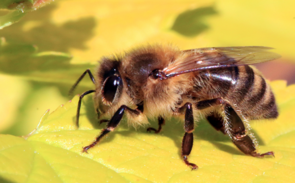Another species of bee added to the endangered list, almost wiped out by Monsanto